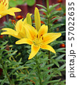 Lily flowers in a flowerbed close-up view  57022635