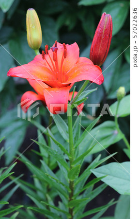 Lily flowers in a flowerbed close-up view Lily flowers in a flowerbed close-up view 57022636
