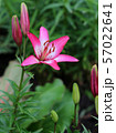 Lily flowers in a flowerbed close-up view  57022641