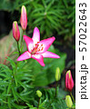 Lily flowers in a flowerbed close-up view  57022643
