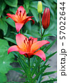 Lily flowers in a flowerbed close-up view  57022644