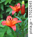 Lily flowers in a flowerbed close-up view  57022645