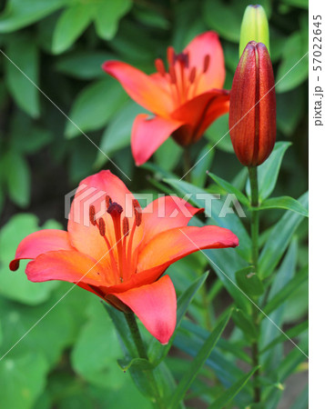 Lily flowers in a flowerbed close-up view  57022645