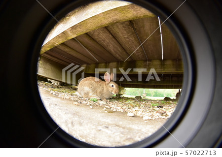うさぎの穴 | 動物 うさぎの穴 | 動物 57022713