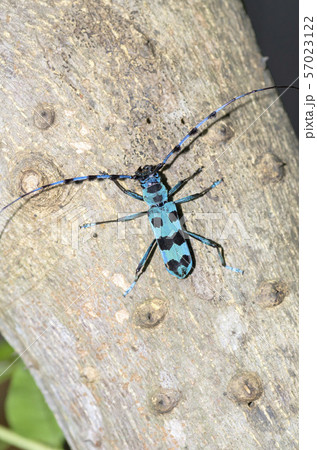 ルリボシカミキリ ルリボシカミキリ 57023122