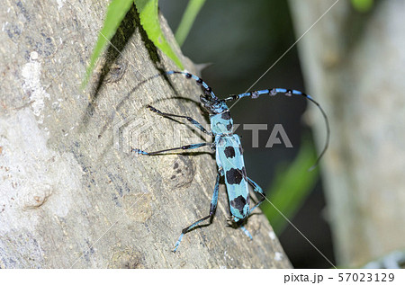 ルリボシカミキリ ルリボシカミキリ 57023129