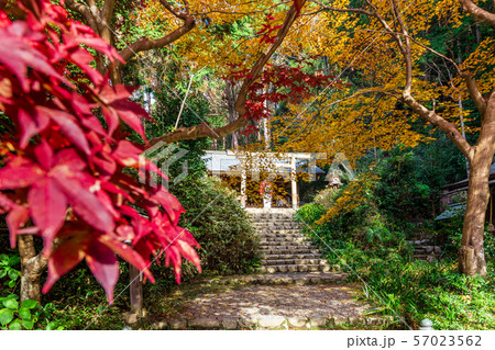 内宮 日向大神宮境内の紅葉 内宮 日向大神宮境内の紅葉 57023562