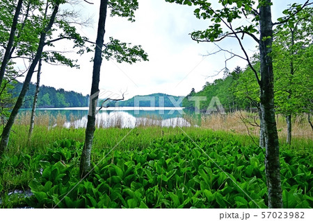 遊歩道から見るオンネトー湖の情景@北海道 遊歩道から見るオンネトー湖の情景@北海道 57023982