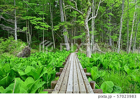 遊歩道から見るオンネトー湖の情景@北海道 遊歩道から見るオンネトー湖の情景@北海道 57023983