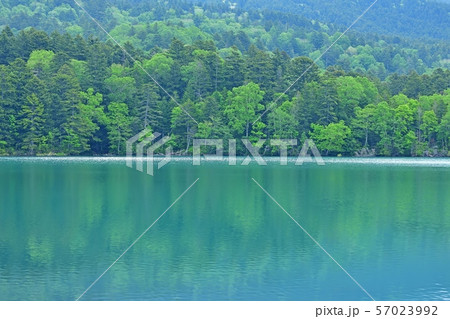 遊歩道から見るオンネトー湖の情景@北海道 遊歩道から見るオンネトー湖の情景@北海道 57023992