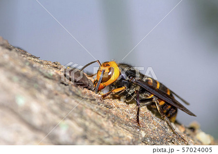 スズメバチ 57024005