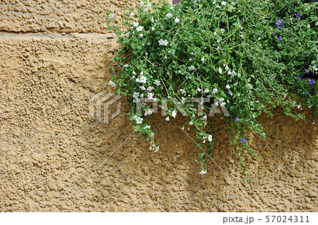 flowers and greenery on yellow wall background 57024311
