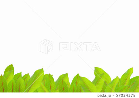 Green leaf on white background with copy space 57024378