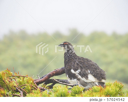 夏羽のライチョウ雄 夏羽のライチョウ雄 57024542