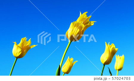 都市農業公園（東京都足立区）のチューリップ畑 57024703