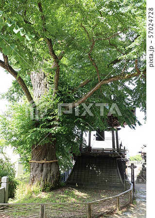 別所温泉北向き観音の愛染カツラの大木 57024728