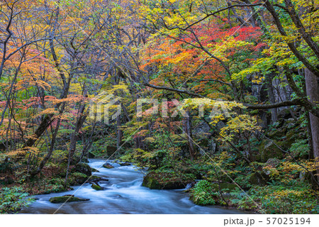 奥入瀬渓流　紅葉　秋　青森県　東北　日本 57025194