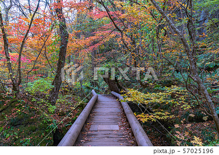 奥入瀬渓流　紅葉　秋　青森県　東北　日本 57025196