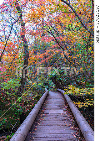 奥入瀬渓流　紅葉　秋　青森県　東北　日本 57025197