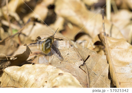 ビロードツリアブ 57025342