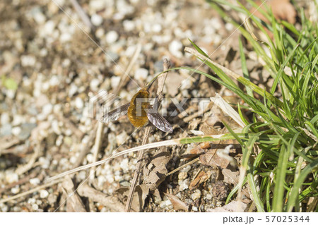 ビロードツリアブ ビロードツリアブ 57025344