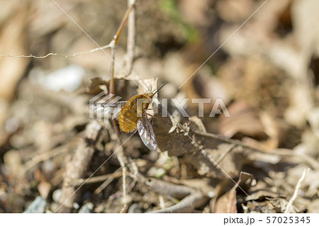 ビロードツリアブ 57025345