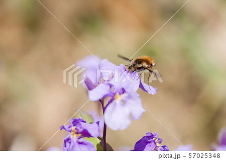 ビロードツリアブ 57025348