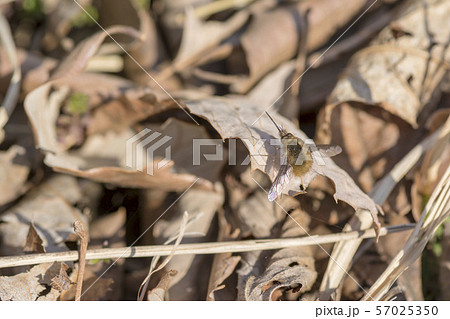 ビロードツリアブ ビロードツリアブ 57025350