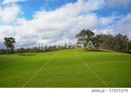 Landscape view of green meadow or farmland with Landscape view of green meadow or farmland with 57025379
