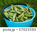 Fresh harvested beans in a bucket 57025593