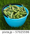 Fresh harvested beans in a bucket  57025596