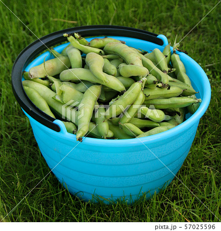 Fresh harvested beans in a bucket  57025596