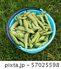 Fresh harvested beans in a bucket  57025598