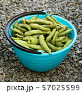 Fresh harvested beans in a bucket  57025599