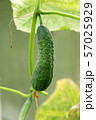 Cucumber growing on bush in vegetable garden close – up  57025929
