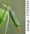 Cucumber growing on bush in vegetable garden close – up  57025930