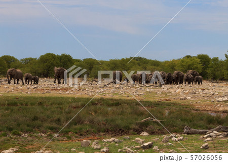 Herd of elephants 57026056