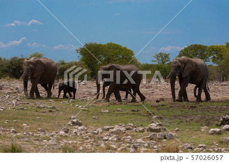 Herd of elephants 57026057