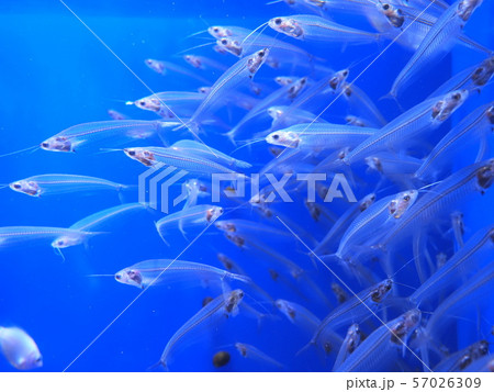 トランスルーセント　熱帯魚 57026309