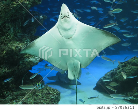 エイ 水族館 エイ 水族館 57026311