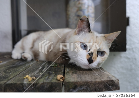 見張り台の猫 Lookout cat 見張り台の猫 Lookout cat 57026364