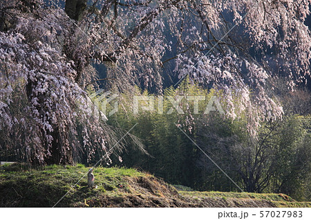 上発地のしだれ桜 57027983