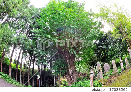 海円寺の大銀杏 57028562