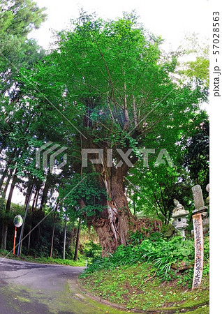 海円寺の大銀杏 57028563