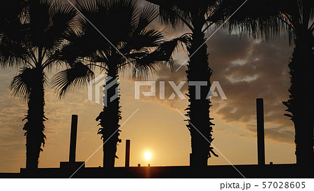 Sunset landscape. beach sunset. palm trees silhouette on sunset tropical beach 57028605
