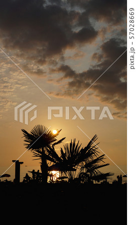 Sunset landscape. beach sunset. palm trees silhouette on sunset tropical beach 57028669