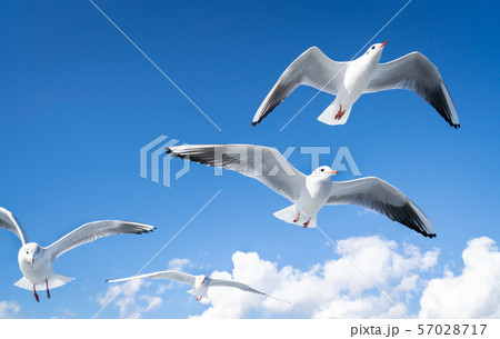 空を飛ぶカモメの写真 57028717