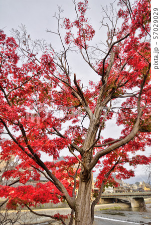 団栗橋の紅葉 57029029