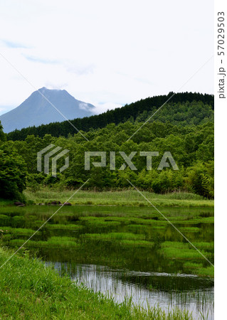大分　別府　神楽女湖　花しょうぶが咲き揃う季節 57029503