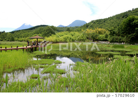 大分 別府 神楽女湖 花しょうぶが咲き揃う季節 大分 別府 神楽女湖 花しょうぶが咲き揃う季節 57029610